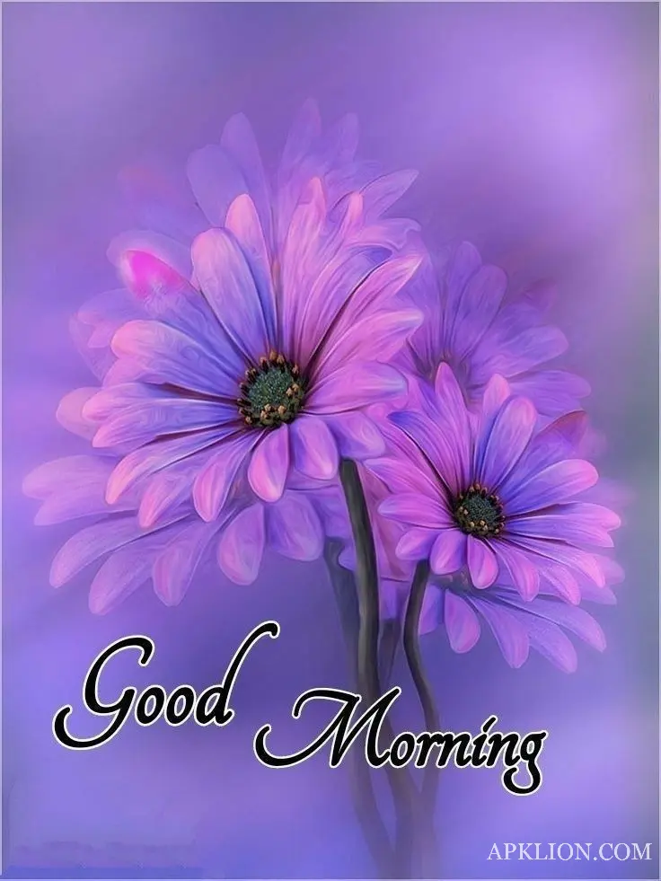 hd good morning images flowers 