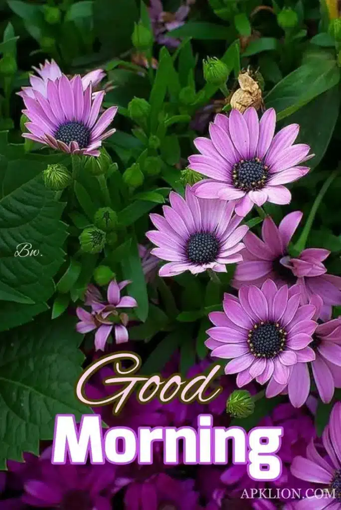 good morning images beautiful flowers gif 