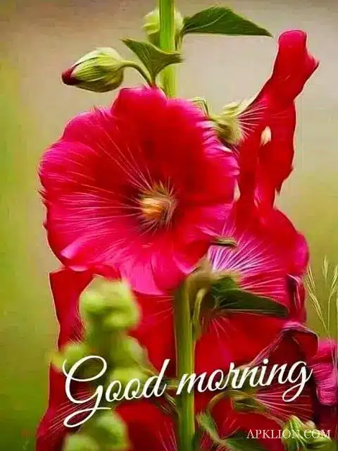 good morning images flowers 