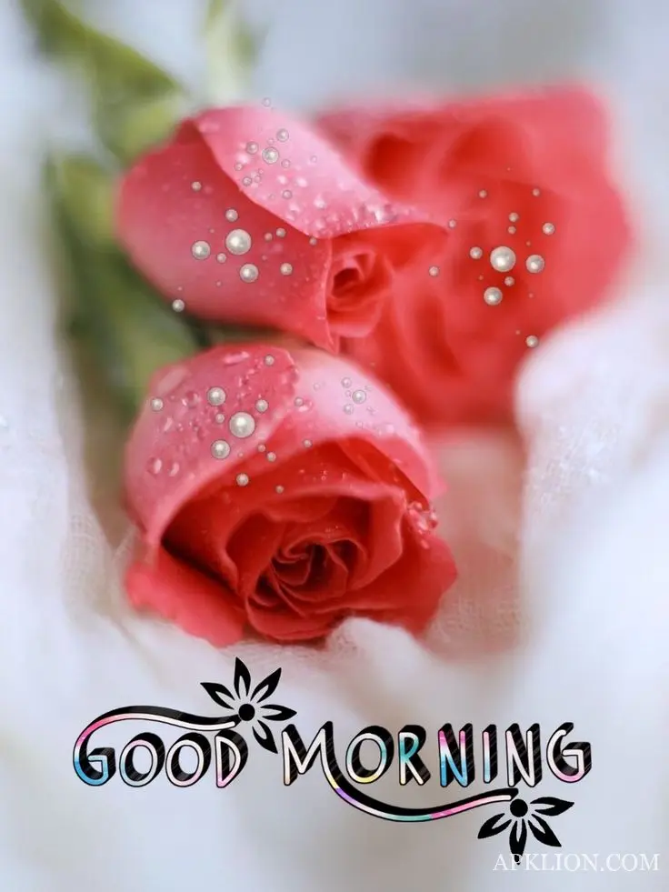 hd good morning images flowers 