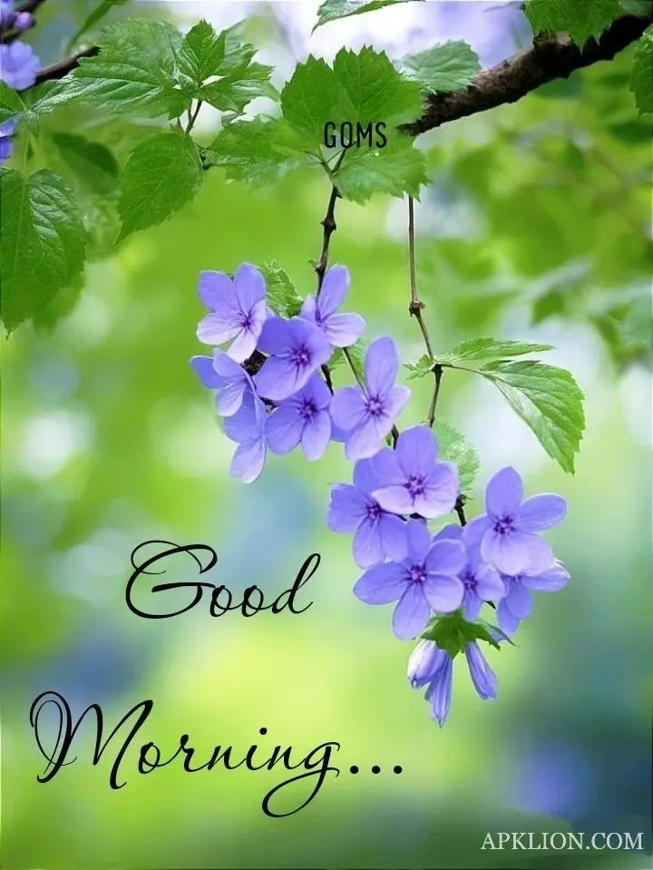 good morning images flowers new 