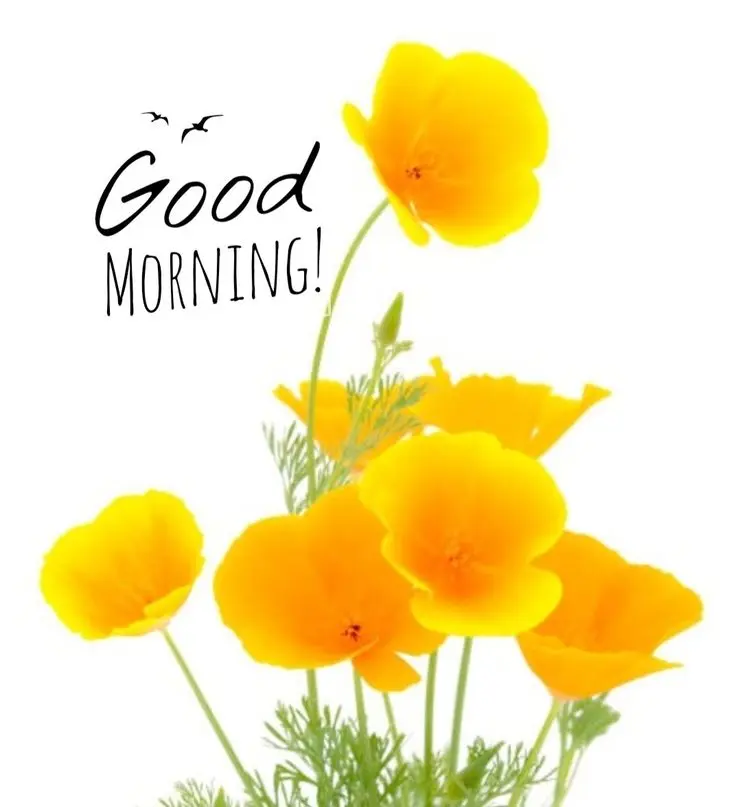 good morning images flowers download 