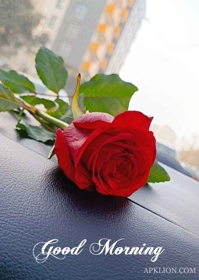 good morning rose images hd 