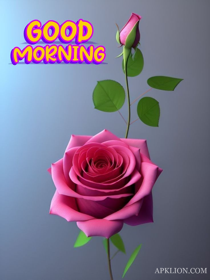 good morning rose images for whatsapp 