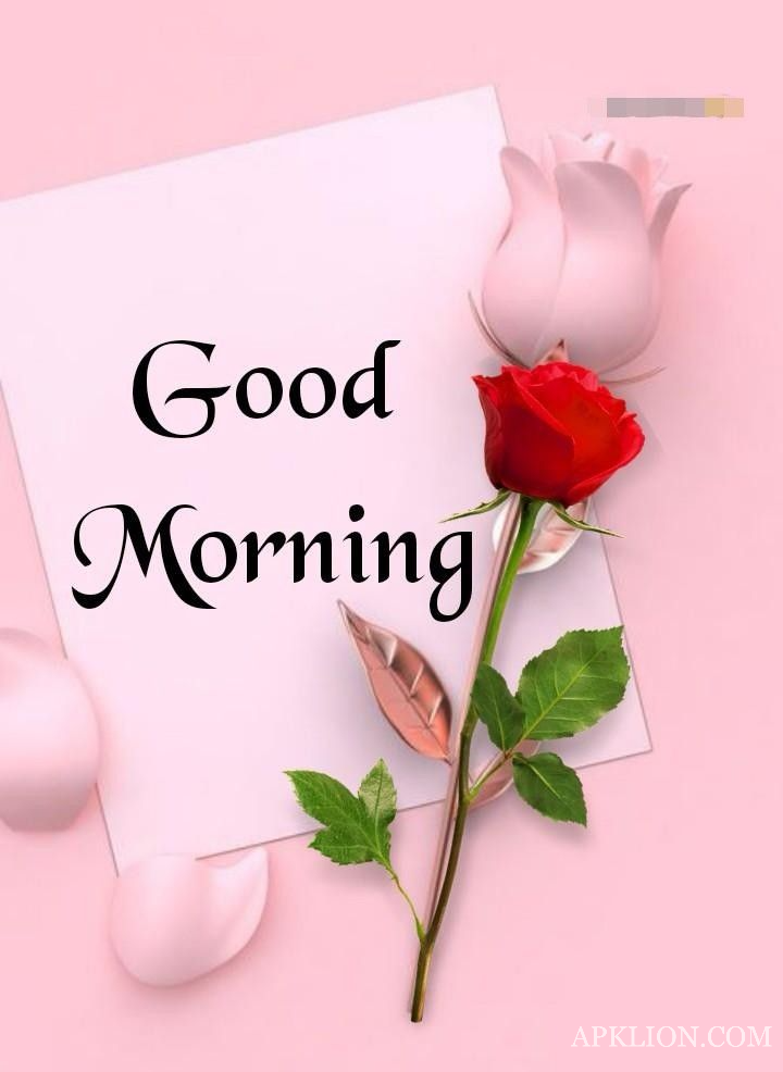 beautiful good morning rose images 