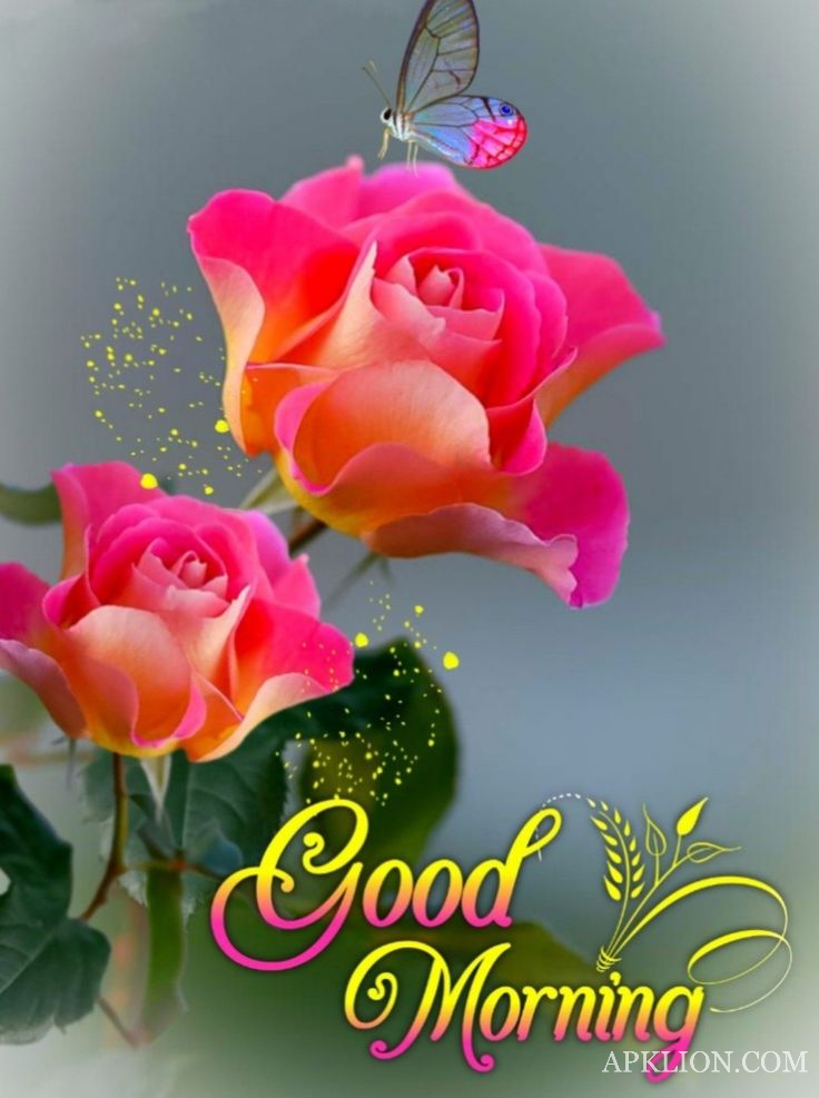 good morning rose images hindi 
