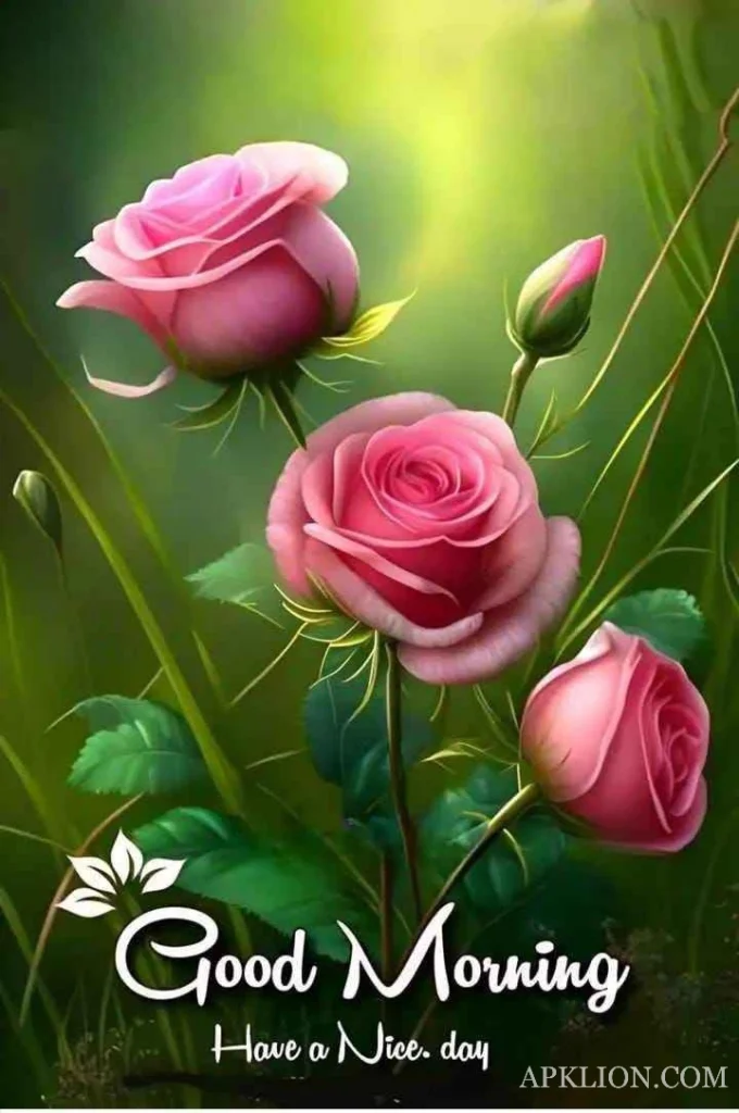 good morning rose images quotes 
