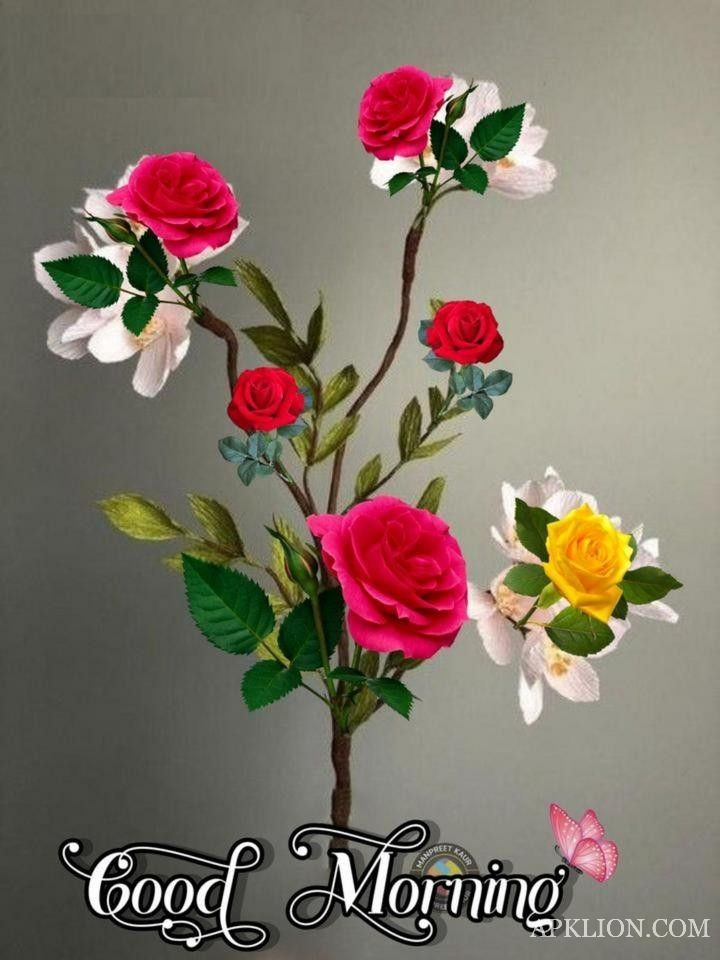 good morning rose images hd 1080p download 