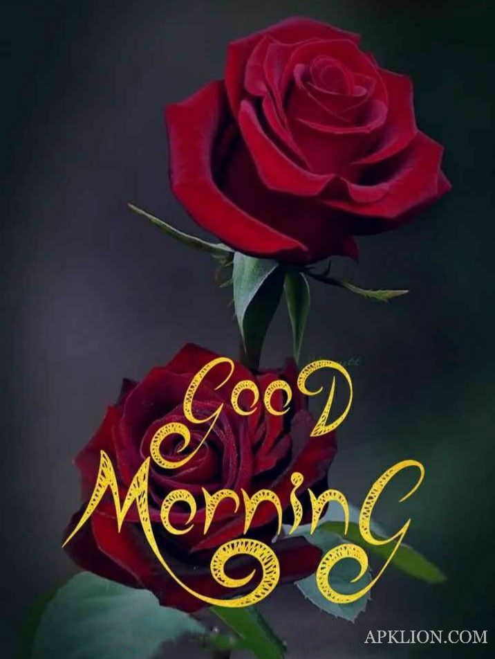 good morning rose images in hindi 