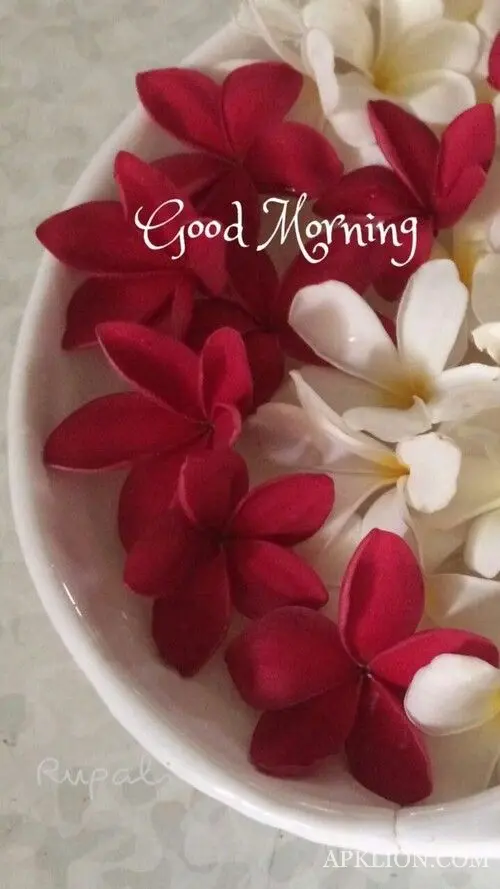 most lovely good morning images 