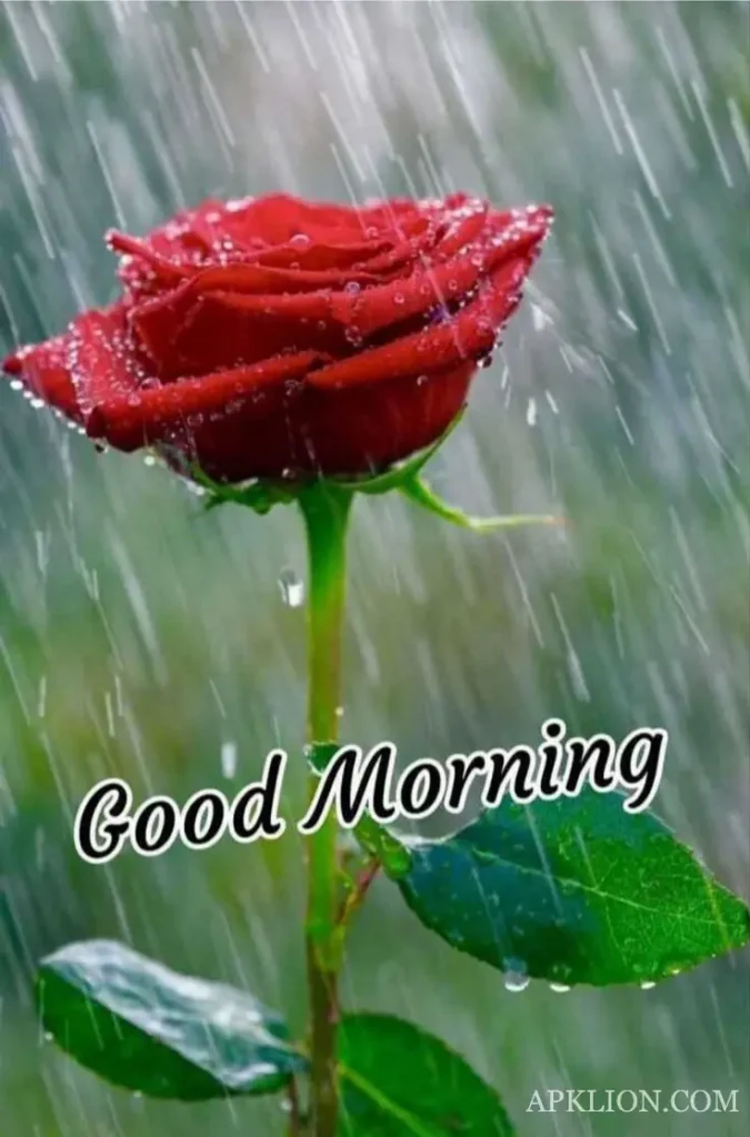 rainy good morning images hd 