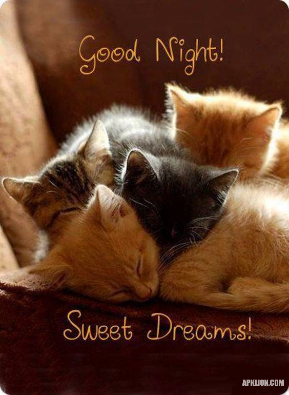 cat good night image for friends