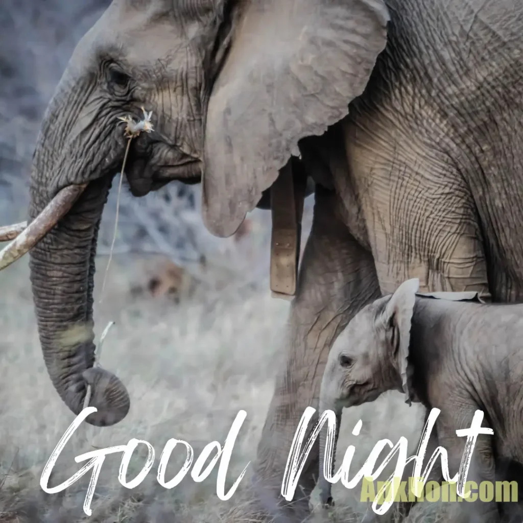 elephant good night image