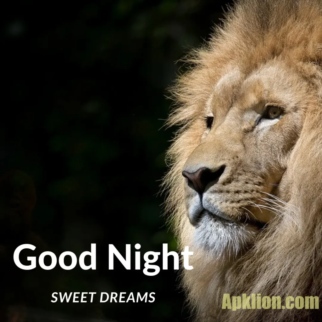 good night images with love lion 