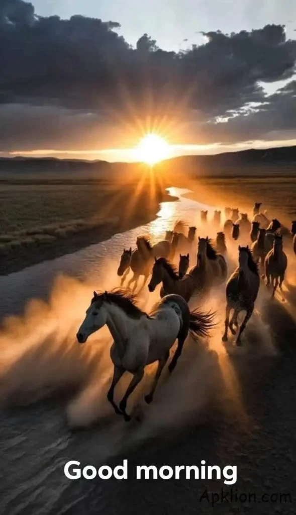 horse sunrise good morning image