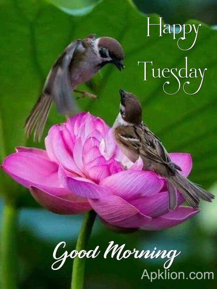 tuesday good morning images hd 