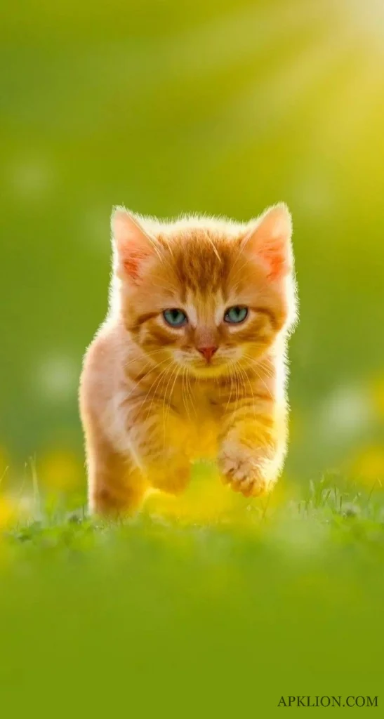 cute small cat dp for whatsapp