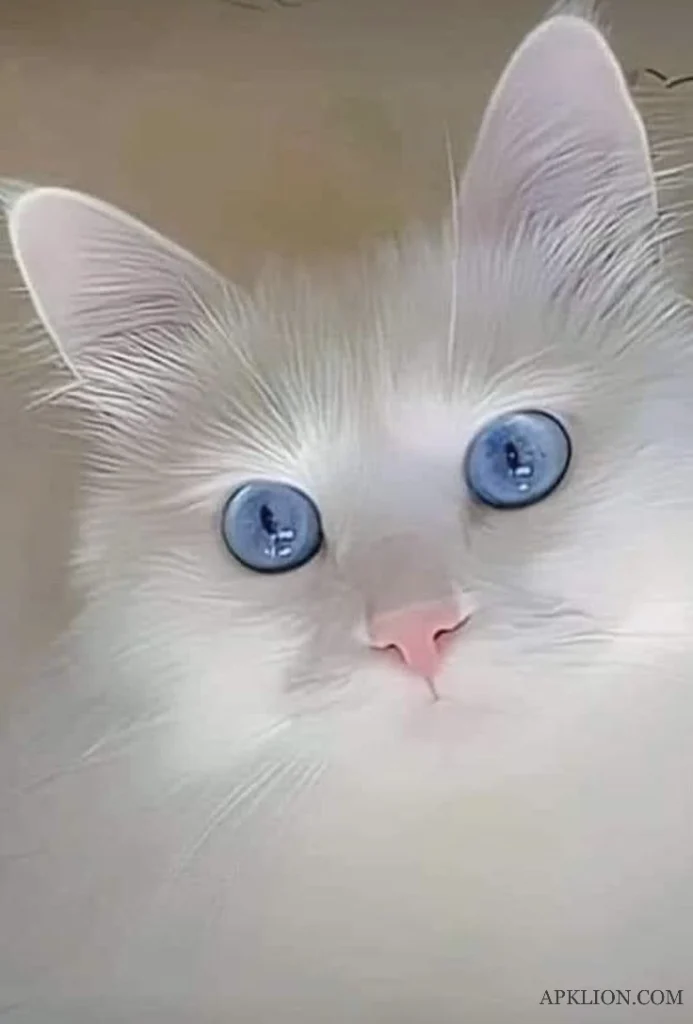 blue eyes cat dp for whatsapp