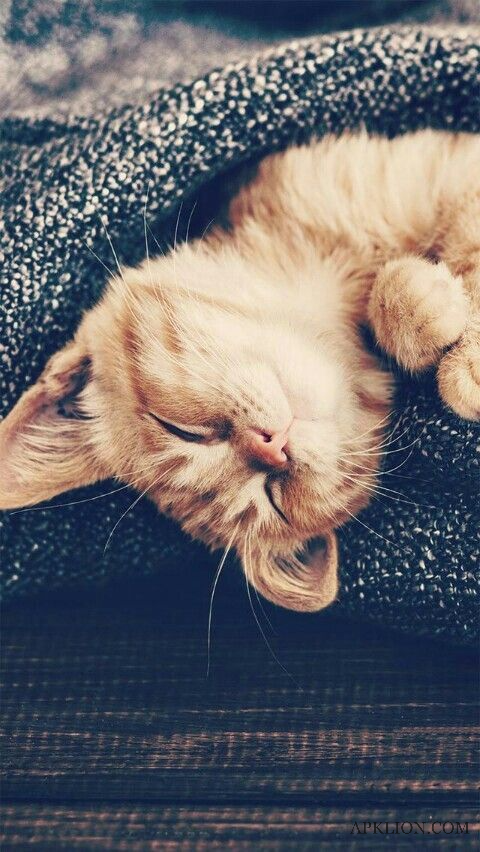 lazy cat dp for whatsapp