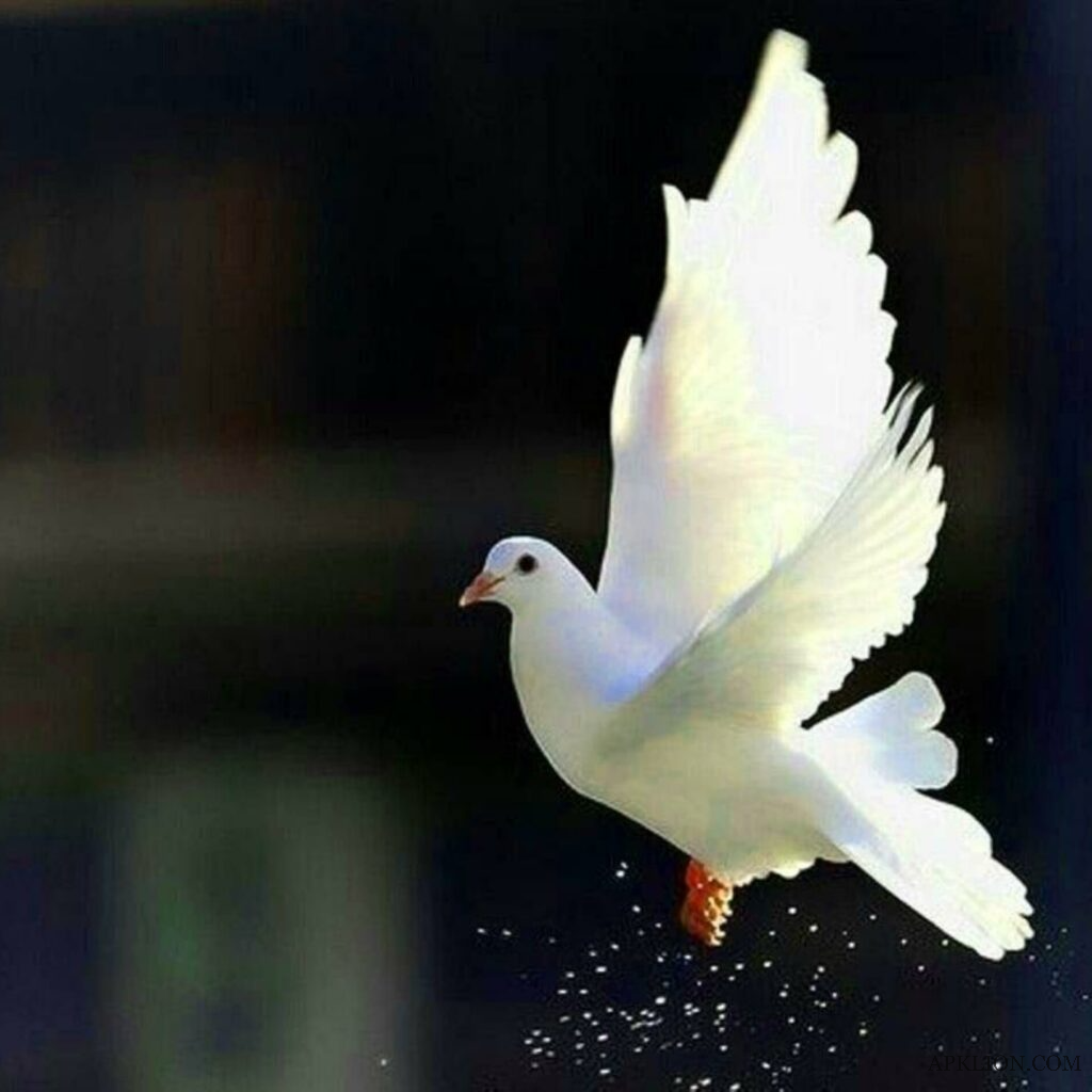 Pigeon cool dp for whatsapp