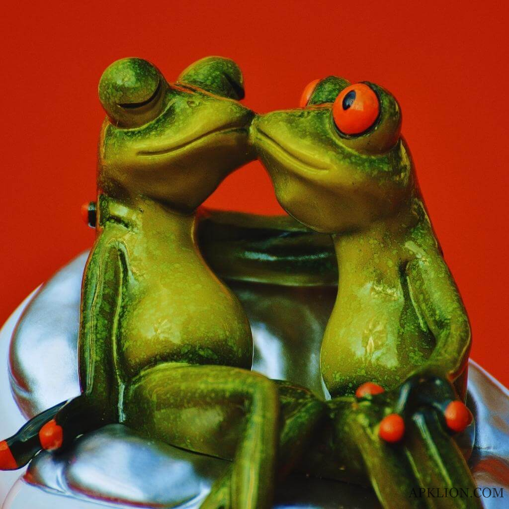 funny couple frog whatsapp dp