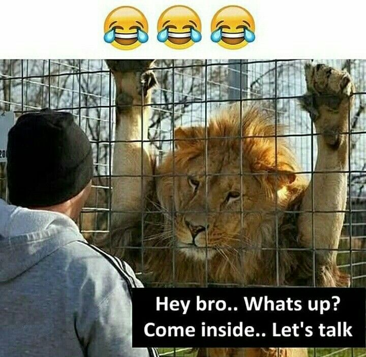 funny lion whatsapp dp