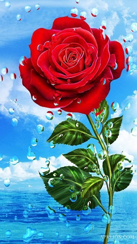red rose wallpaper for whatsapp dp 